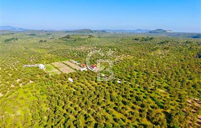 AYVALIKTA ÇİFTLİK / MALİKANE / OTEL KONSEPT SİZE KALMIŞ