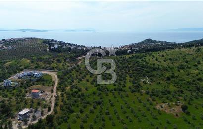 Gömeç Karaağaç'ta Artur'a Komşu Satılık İmarlı Arsalar