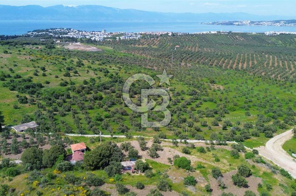 Gömeç Karaağaç'ta Artur'a Komşu Satılık İmarlı Arsalar