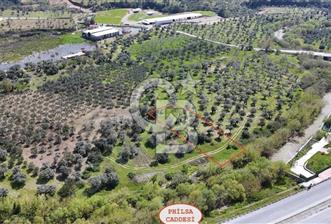 KAĞAN KACIR'DAN TORBALI PHILSA CADDESİ ÜZERİ SATILIK ZEYTİNLİK. - 1 - 350139