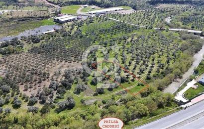 KAĞAN KACIR'DAN TORBALI PHILSA CADDESİ ÜZERİ SATILIK ZEYTİNLİK.