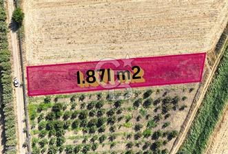 Çanakkale Bayramiç Ahmetçeli Köyü 1871 m2 Tarla - 2 - 350279