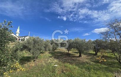 GAZİEMİR SEVGİ MAHALLESİNDE 500M2 TARLA