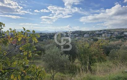 GAZİEMİR SEVGİ MAHALLESİNDE 500M2 TARLA