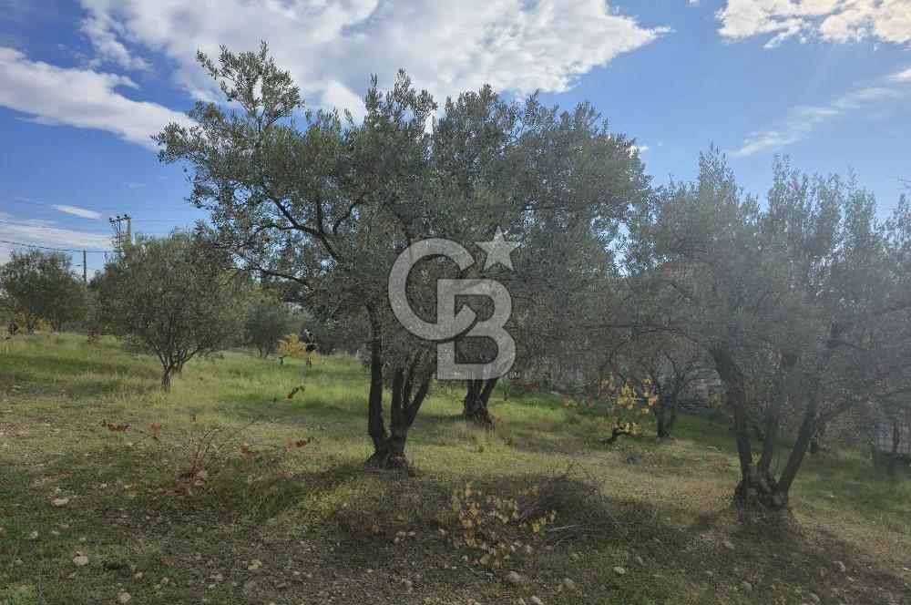 GAZİEMİR SEVGİ MAHALLESİNDE 500M2 TARLA