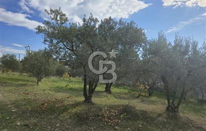 GAZİEMİR SEVGİ MAHALLESİNDE 500M2 TARLA