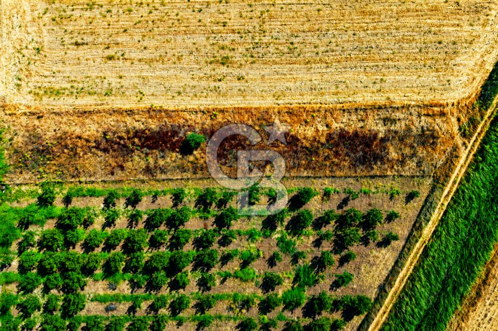 Çanakkale Bayramiç Ahmetçeli Köyü 1871 m2 Tarla