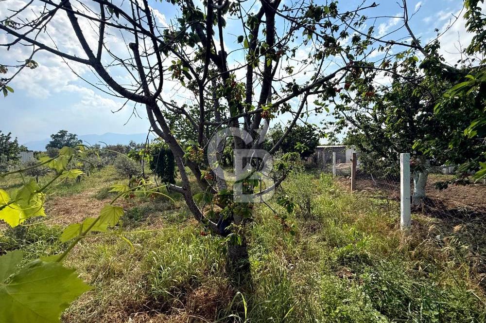 Kemalpaşa Akalan'da Lojistik Noktalara Yakın Satılık Bağ