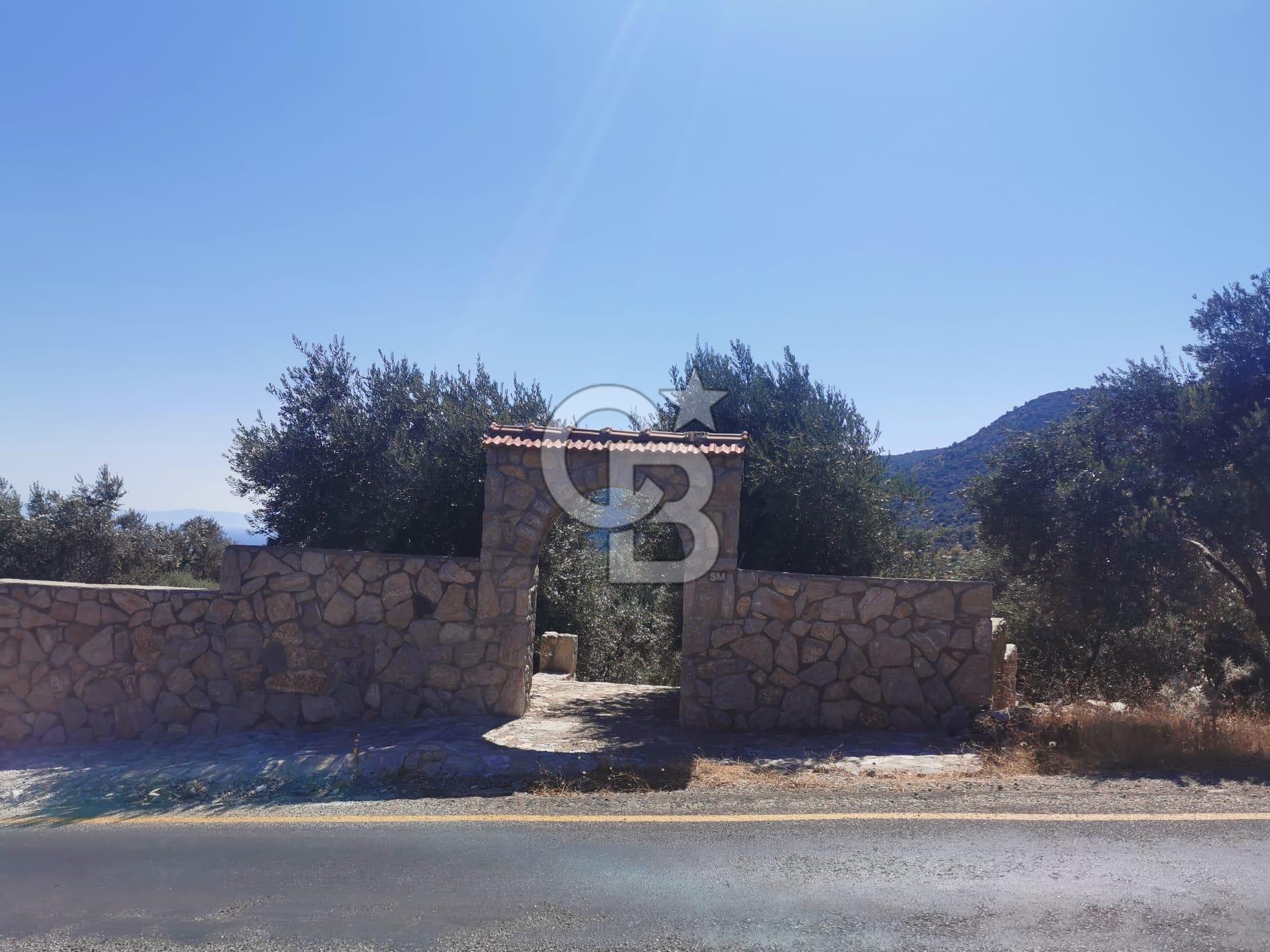 Mesudiye Yolunda  Deniz Manzaralı  Taş Duvar Çevrili  Özel Zeytinlik