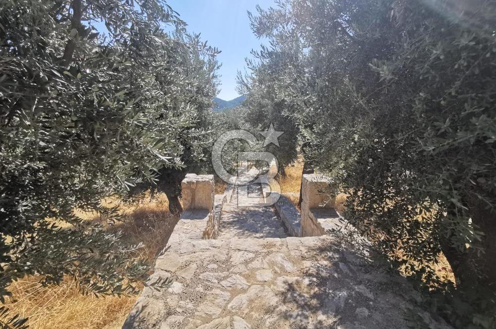 Mesudiye Yolunda  Deniz Manzaralı  Taş Duvar Çevrili  Özel Zeytinlik