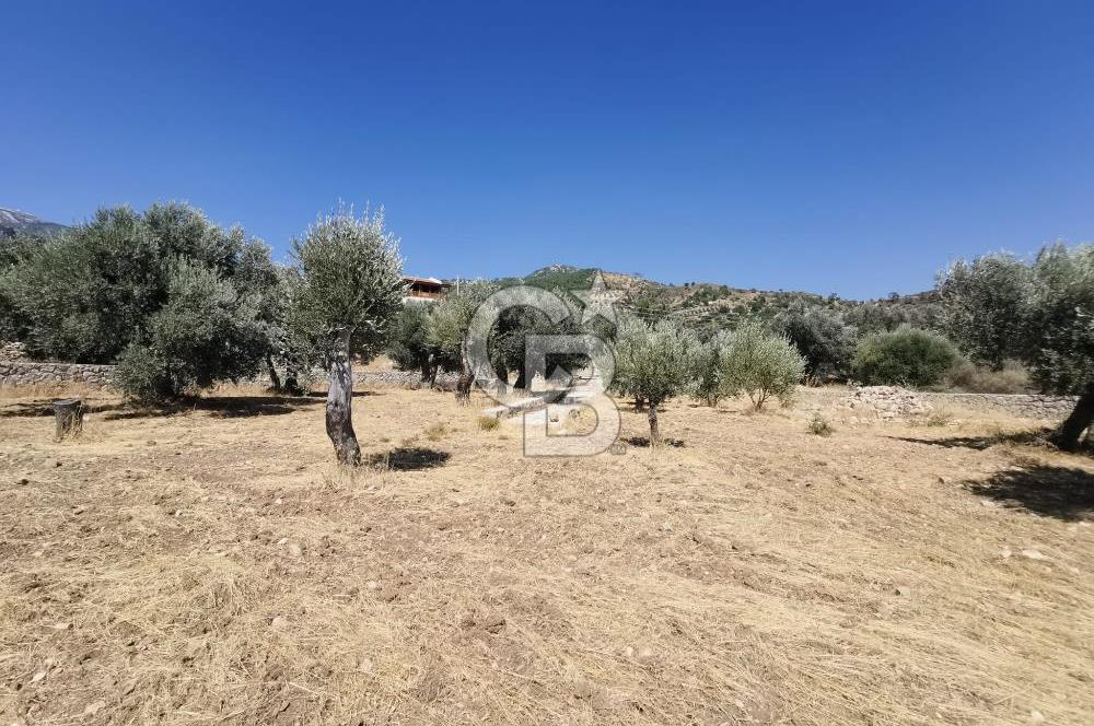 Mesudiye Yolunda  Deniz Manzaralı  Taş Duvar Çevrili  Özel Zeytinlik