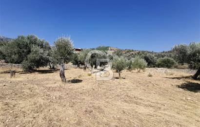 Mesudiye Yolunda  Deniz Manzaralı  Taş Duvar Çevrili  Özel Zeytinlik