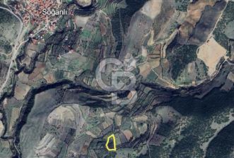 MANISA ALAŞEHİR SOĞANLI YATIRIMLIK VERİMLİ ZEYTİNLİK - 12 - 350389