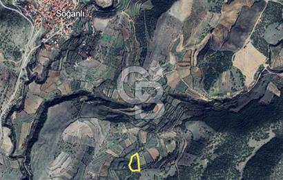 MANISA ALAŞEHİR SOĞANLI YATIRIMLIK VERİMLİ ZEYTİNLİK