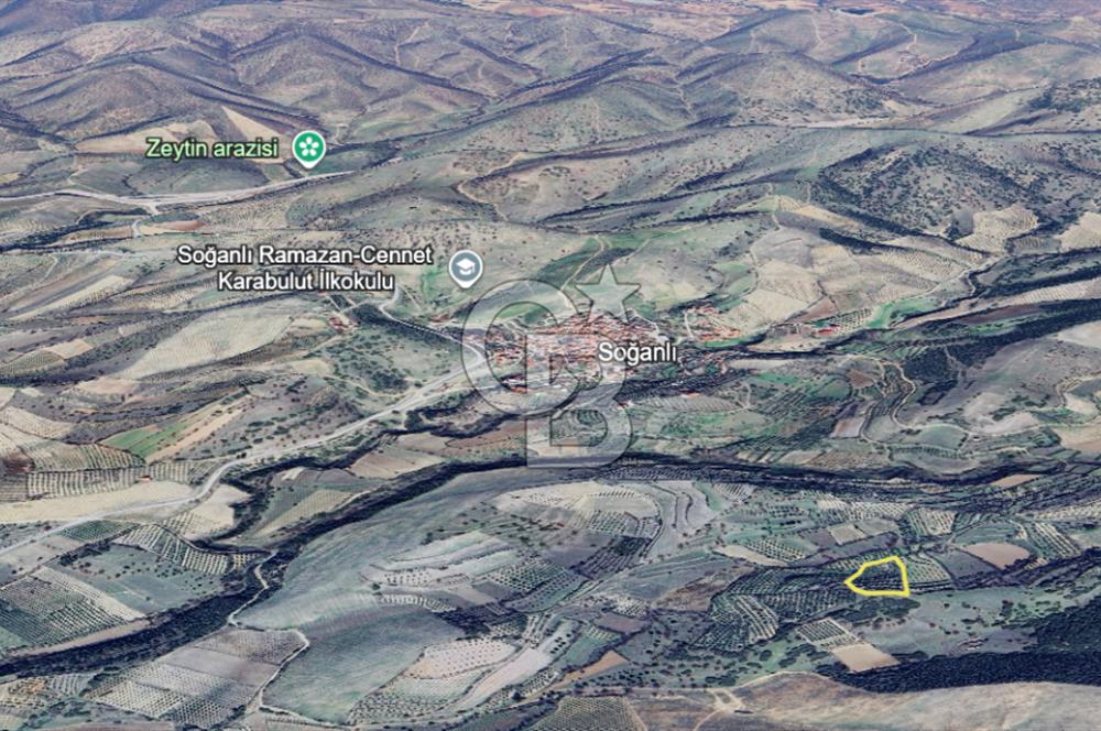 MANISA ALAŞEHİR SOĞANLI YATIRIMLIK VERİMLİ ZEYTİNLİK