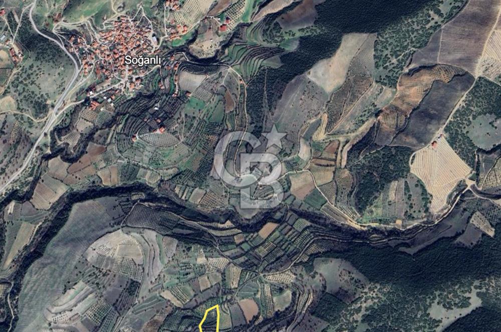 MANISA ALAŞEHİR SOĞANLI YATIRIMLIK VERİMLİ ZEYTİNLİK