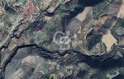 MANISA ALAŞEHİR SOĞANLI YATIRIMLIK VERİMLİ ZEYTİNLİK