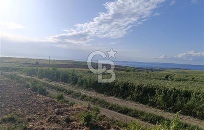 GELİBOLU / BOLAYIR KÖYÜNDE SAROZ VE BOĞAZ MANZARALI TARLA