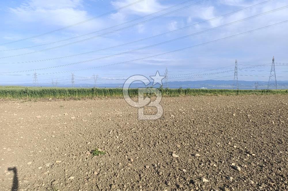 GELİBOLU / BOLAYIR KÖYÜNDE SAROZ VE BOĞAZ MANZARALI TARLA