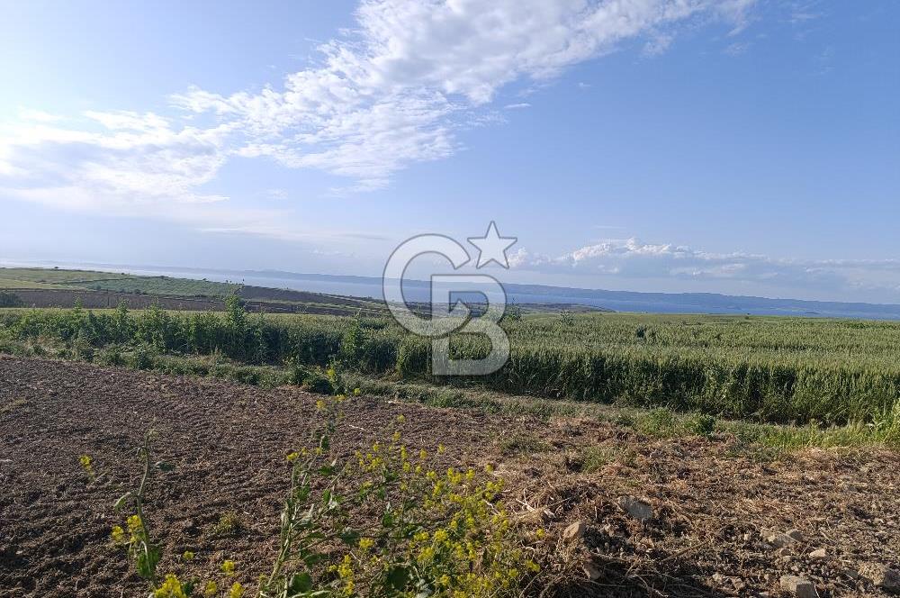 GELİBOLU / BOLAYIR KÖYÜNDE SAROZ VE BOĞAZ MANZARALI TARLA