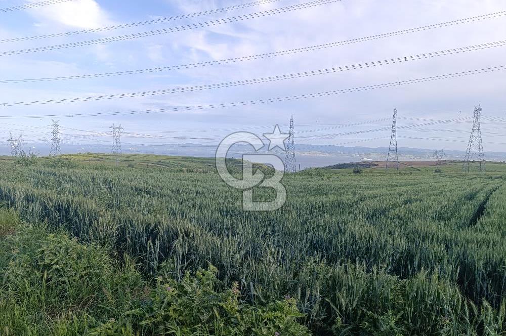 GELİBOLU / BOLAYIR KÖYÜNDE SAROZ VE BOĞAZ MANZARALI TARLA