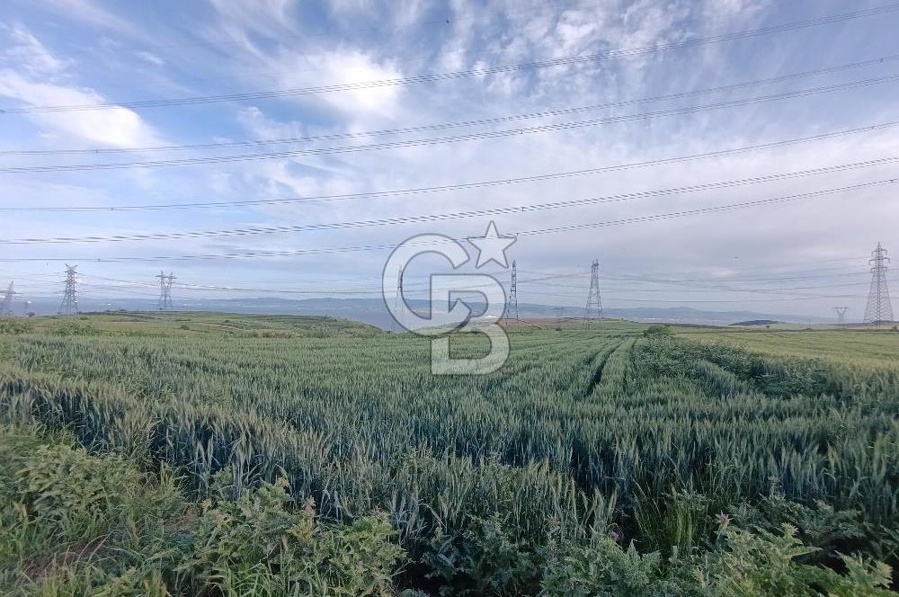 GELİBOLU / BOLAYIR KÖYÜNDE SAROZ VE BOĞAZ MANZARALI TARLA