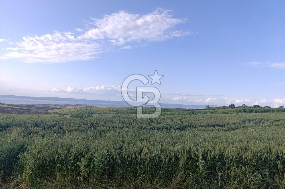 GELİBOLU / BOLAYIR KÖYÜNDE SAROZ VE BOĞAZ MANZARALI TARLA