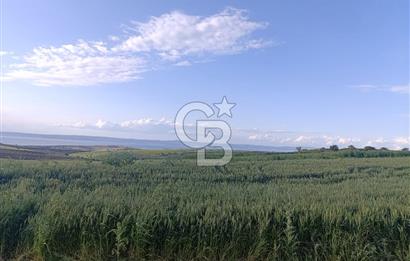 GELİBOLU / BOLAYIR KÖYÜNDE SAROZ VE BOĞAZ MANZARALI TARLA