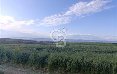 GELİBOLU / BOLAYIR KÖYÜNDE SAROZ VE BOĞAZ MANZARALI TARLA