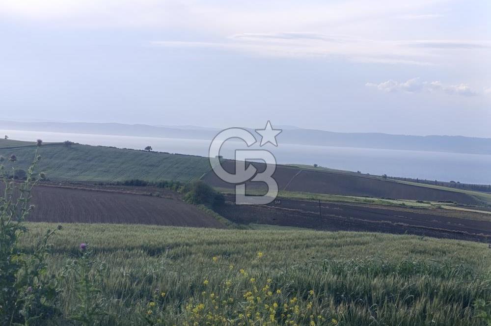 GELİBOLU / BOLAYIR KÖYÜNDE SAROZ VE BOĞAZ MANZARALI TARLA