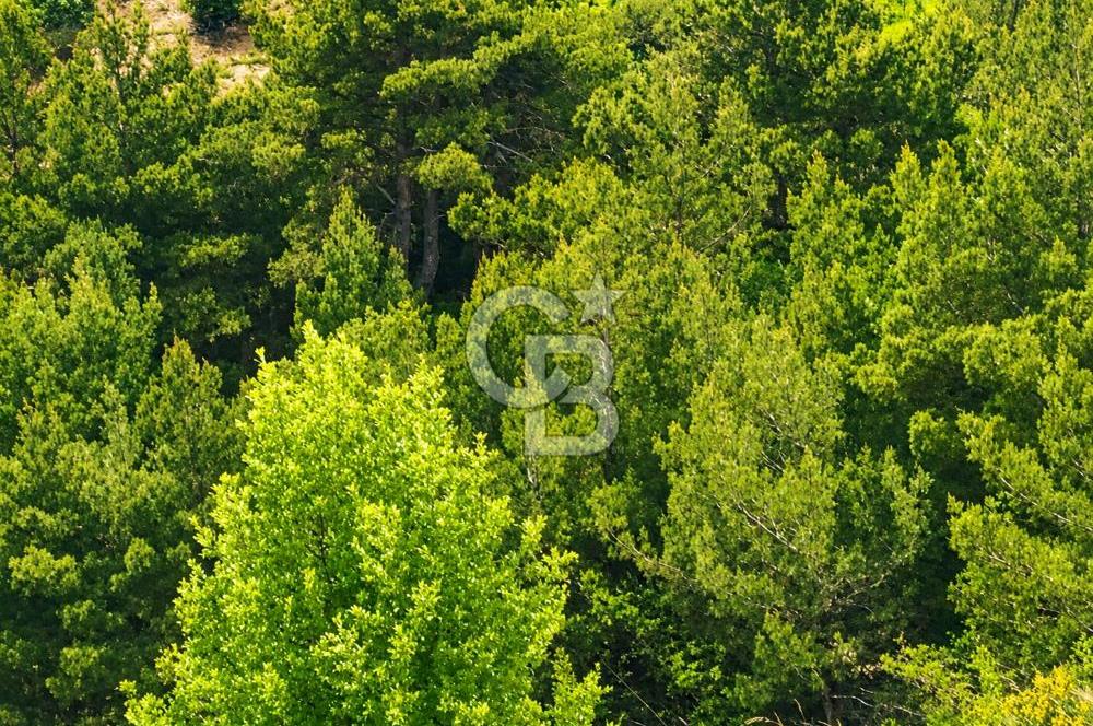 Soma Karacahisar 6572 M2 Ana Yola ve Köye Yakın Satılık Tarla