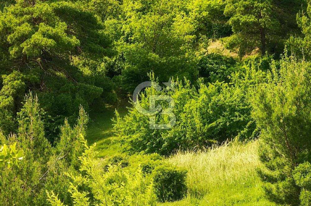 Soma Karacahisar 6572 M2 Ana Yola ve Köye Yakın Satılık Tarla