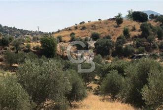 SEFERİHİSAR ORHANLI'DA SATILIK TARLA - 7 - 350364