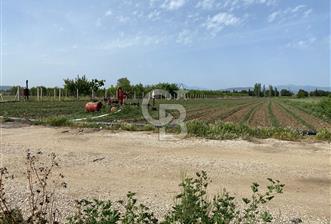 Torbalı Osb Yakını Bugünün Tarlası Yarının Değerli Yatırımı - 11 - 350413