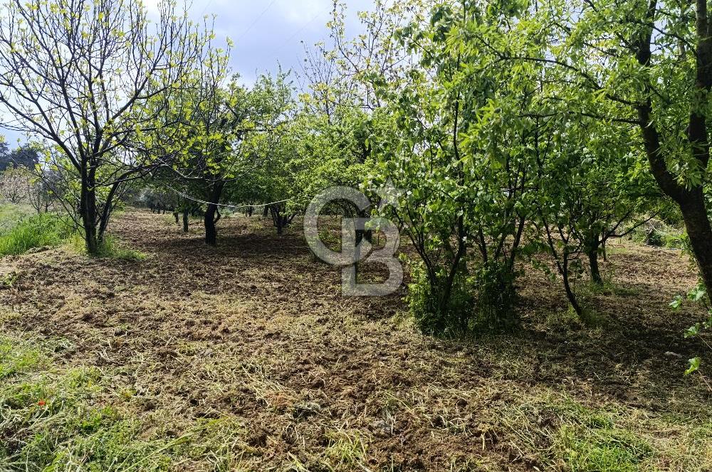 Gelibolu Cevizli Köyünde Köyiçi İmarlı Arsa