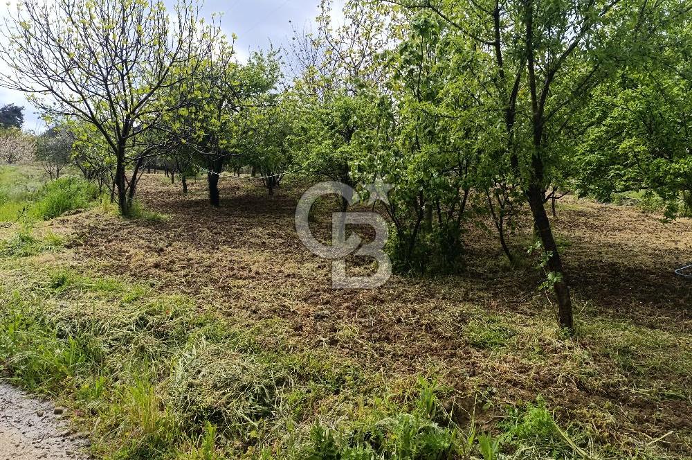 Gelibolu Cevizli Köyünde Köyiçi İmarlı Arsa