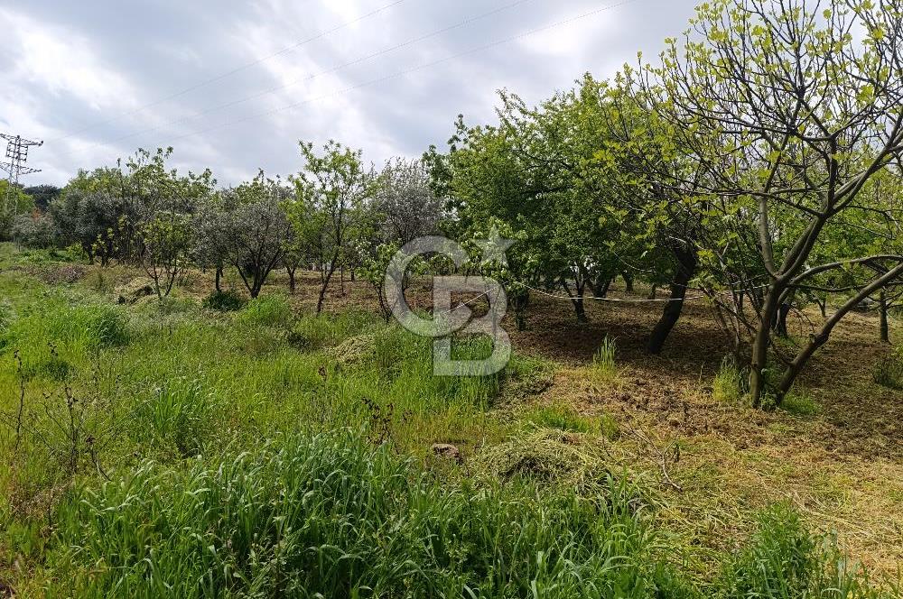 Gelibolu Cevizli Köyünde Köyiçi İmarlı Arsa