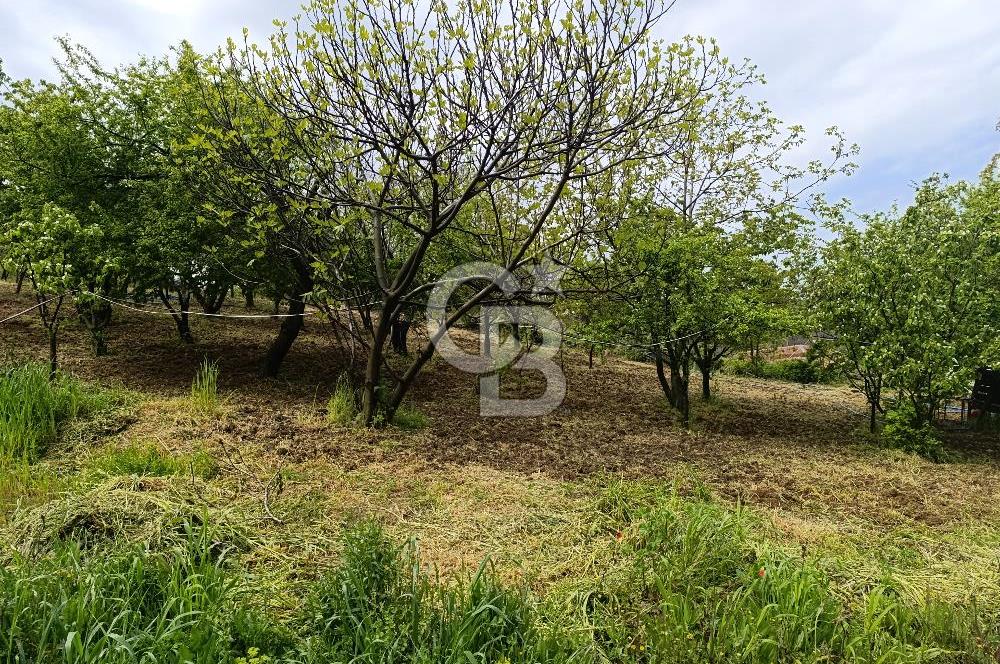Gelibolu Cevizli Köyünde Köyiçi İmarlı Arsa