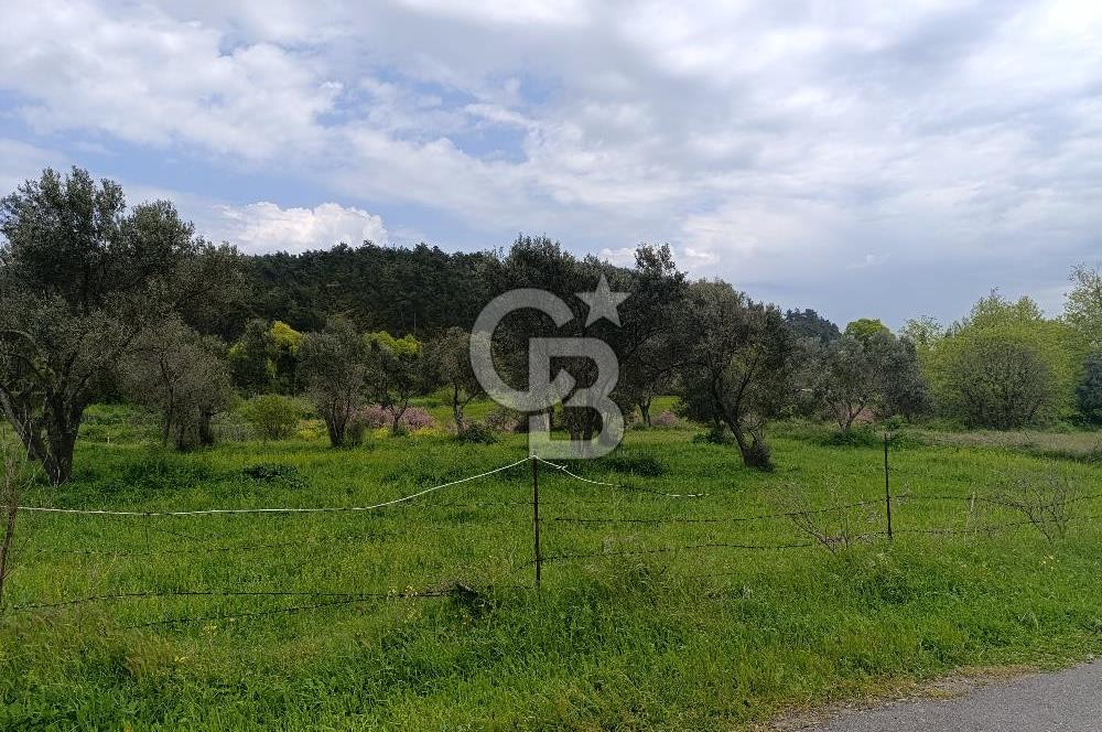 Gelibolu Cevizli Köyünde Köyiçi İmarlı Arsa