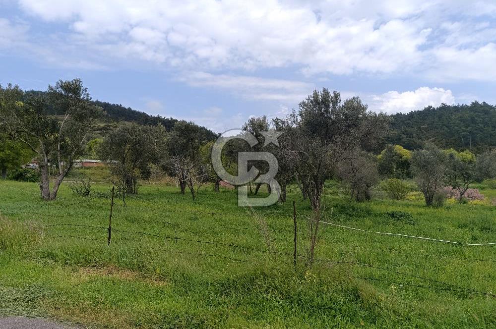 Gelibolu Cevizli Köyünde Köyiçi İmarlı Arsa