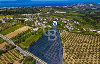 Kuşadası Yaylaköy’de Full Deniz Manzaralı, Zeytinlik İçerisinde Satılık Özel Malikane