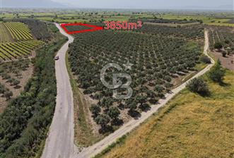 Manisa Saruhanlı Gümülceli'de Satılık Tarla - 5 - 350636
