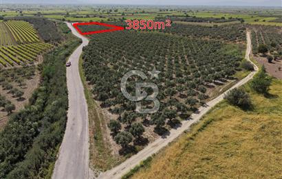 Manisa Saruhanlı Gümülceli'de Satılık Tarla