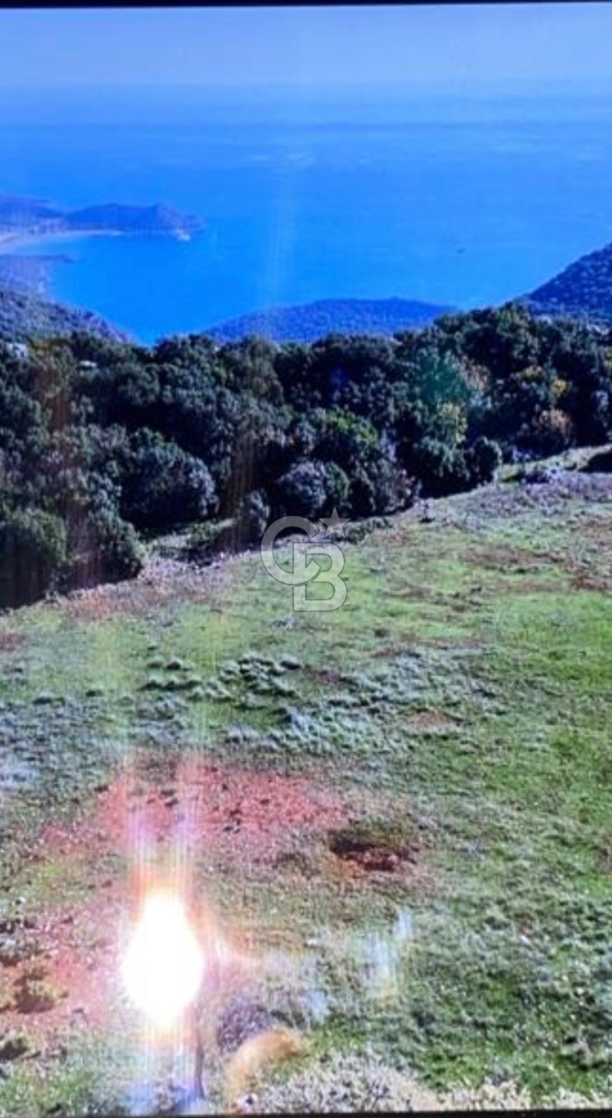 DEMRE YAVUDA ORMAN YOLU AÇILMIŞ YATIRIMLIK ARAZİ