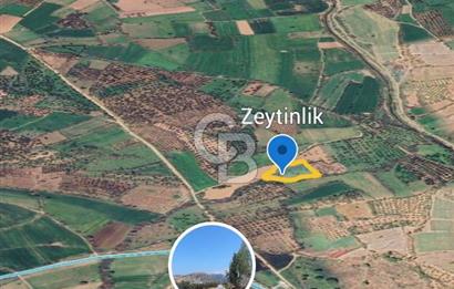 ÇANAKKALE AYVACIK KÖSEDEREDE SATILIK ZEYTİNLİK TARLA
