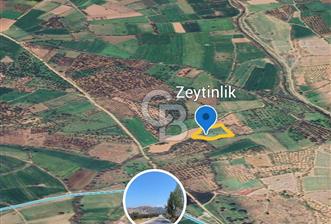 ÇANAKKALE AYVACIK KÖSEDEREDE SATILIK ZEYTİNLİK TARLA - 1 - 350585