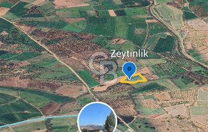 ÇANAKKALE AYVACIK KÖSEDEREDE SATILIK ZEYTİNLİK TARLA