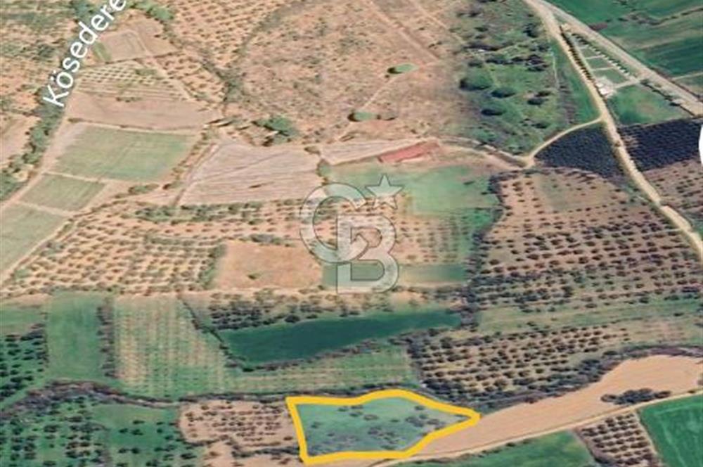 ÇANAKKALE AYVACIK KÖSEDEREDE SATILIK ZEYTİNLİK TARLA