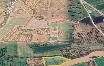ÇANAKKALE AYVACIK KÖSEDEREDE SATILIK ZEYTİNLİK TARLA
