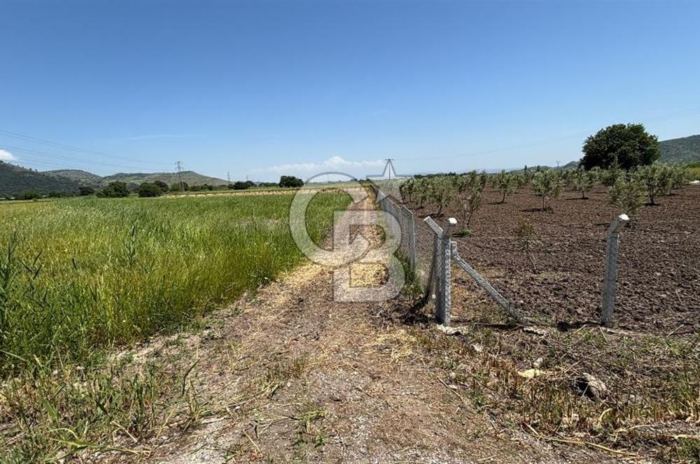 C.B. ROUTE | DİKİLİ İSMETPAŞA’DA YOLA CEPHE 4.628 m² SATILIK TARLA